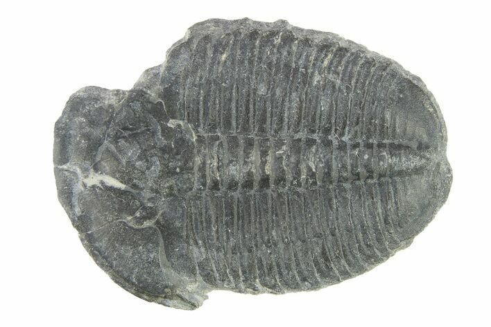 Elrathia Trilobite Fossil - Utah #288958